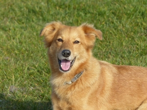 What Natural Remedy Can I Give My Dog For an Upset Stomach? What Natural Remedy Can I Give My Dog For an Upset Stomach?